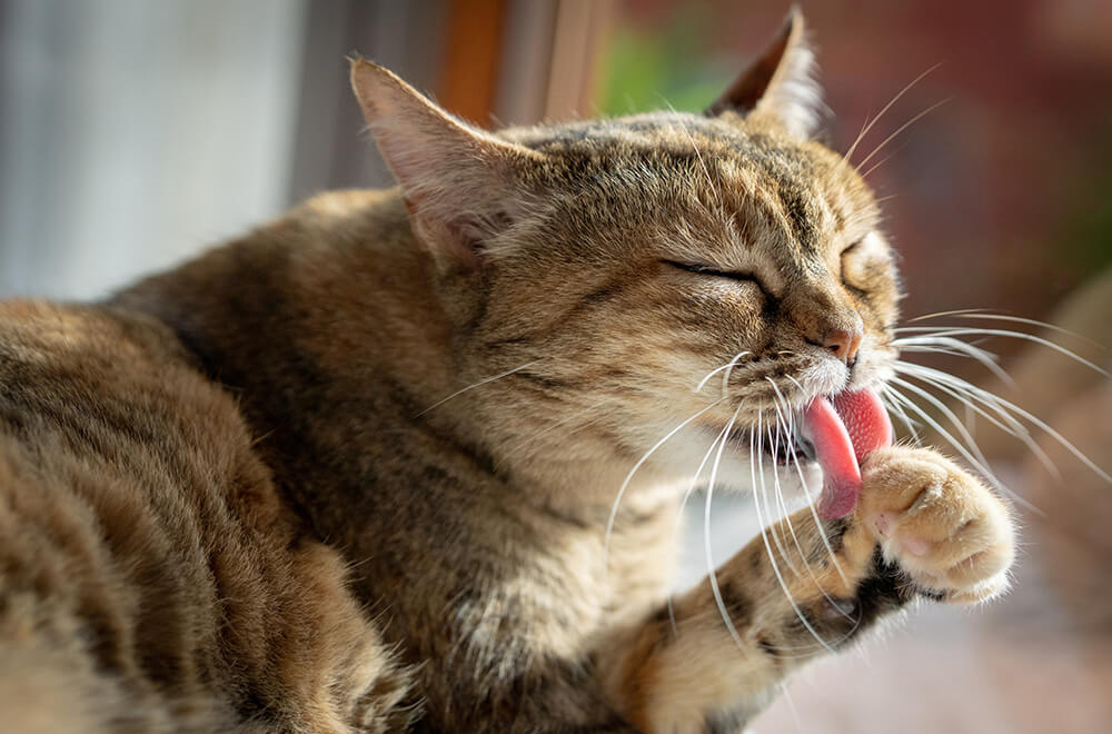 Reducing Feline Anxiety With Wraps photo