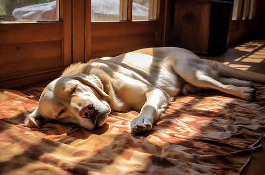 Keep Your Pet Cool This Summer: 7 Tips to Prevent Heatstroke in 2024